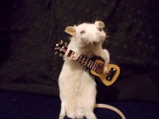 Imagen: Crap Taxidermy